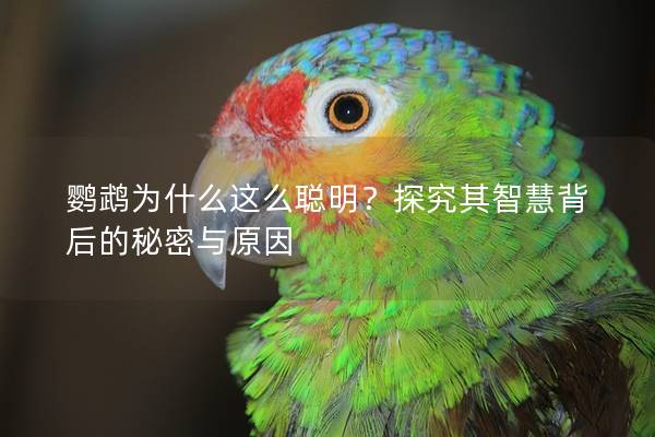 鹦鹉为什么这么聪明？探究其智慧背后的秘密与原因