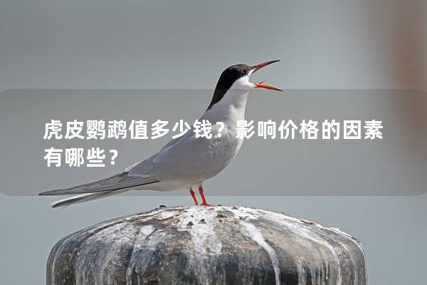 虎皮鹦鹉值多少钱？影响价格的因素有哪些？