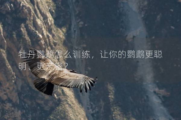 牡丹鹦鹉怎么训练，让你的鹦鹉更聪明、更亲密？