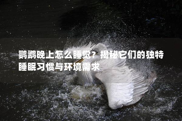 鹦鹉晚上怎么睡觉？揭秘它们的独特睡眠习惯与环境需求