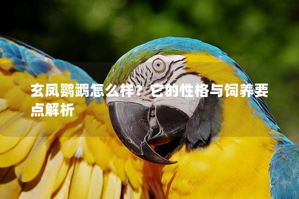 玄凤鹦鹉怎么样？它的性格与饲养要点解析