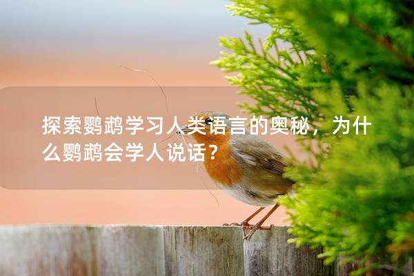 探索鹦鹉学习人类语言的奥秘，为什么鹦鹉会学人说话？