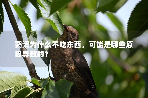 鹦鹉为什么不吃东西，可能是哪些原因导致的？