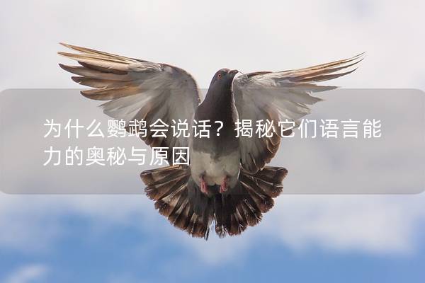 为什么鹦鹉会说话？揭秘它们语言能力的奥秘与原因