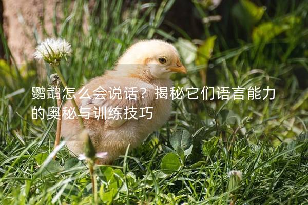 鹦鹉怎么会说话？揭秘它们语言能力的奥秘与训练技巧