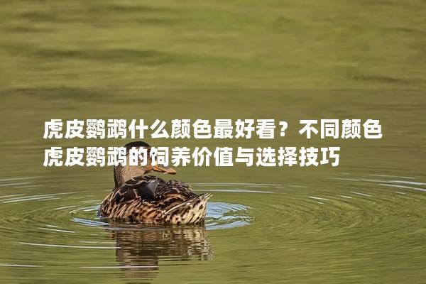 虎皮鹦鹉什么颜色最好看？不同颜色虎皮鹦鹉的饲养价值与选择技巧