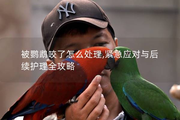 被鹦鹉咬了怎么处理,紧急应对与后续护理全攻略