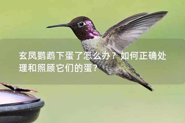 玄凤鹦鹉下蛋了怎么办？如何正确处理和照顾它们的蛋？