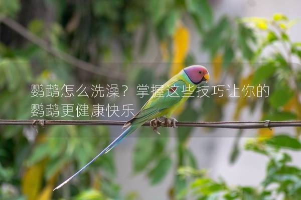 鹦鹉怎么洗澡？掌握这些技巧让你的鹦鹉更健康快乐