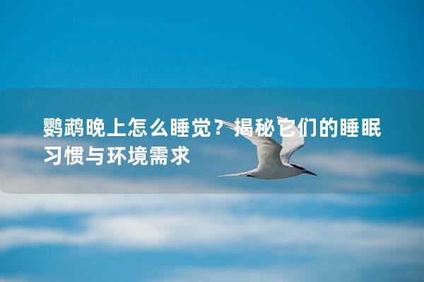 鹦鹉晚上怎么睡觉？揭秘它们的睡眠习惯与环境需求