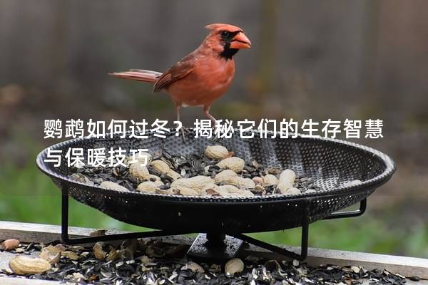 鹦鹉如何过冬？揭秘它们的生存智慧与保暖技巧