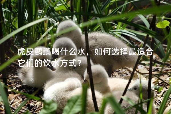 虎皮鹦鹉喝什么水，如何选择最适合它们的饮水方式？