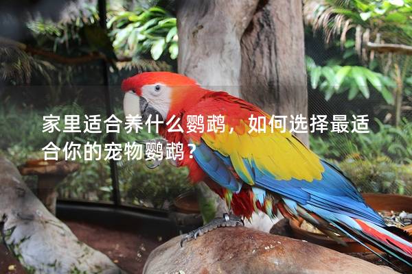 家里适合养什么鹦鹉，如何选择最适合你的宠物鹦鹉？
