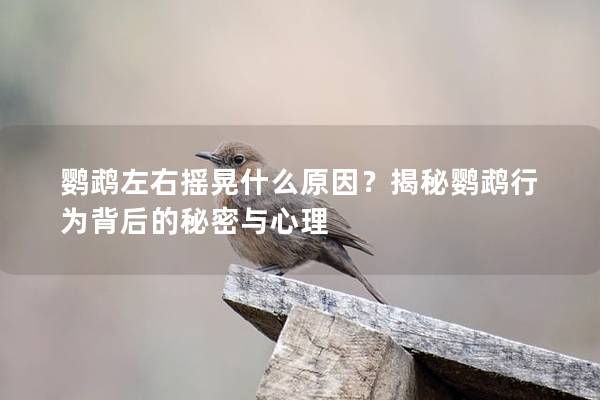 鹦鹉左右摇晃什么原因？揭秘鹦鹉行为背后的秘密与心理