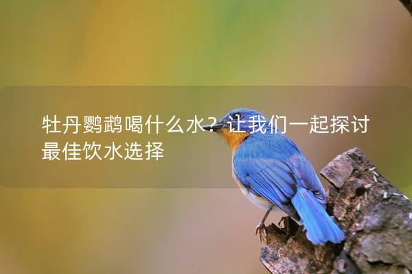牡丹鹦鹉喝什么水？让我们一起探讨最佳饮水选择