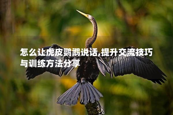 怎么让虎皮鹦鹉说话,提升交流技巧与训练方法分享