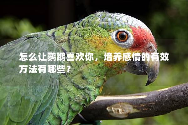 怎么让鹦鹉喜欢你，培养感情的有效方法有哪些？