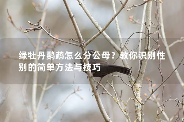 绿牡丹鹦鹉怎么分公母？教你识别性别的简单方法与技巧