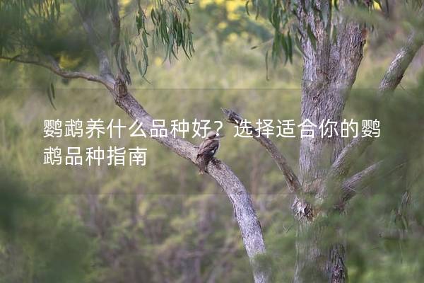 鹦鹉养什么品种好？选择适合你的鹦鹉品种指南