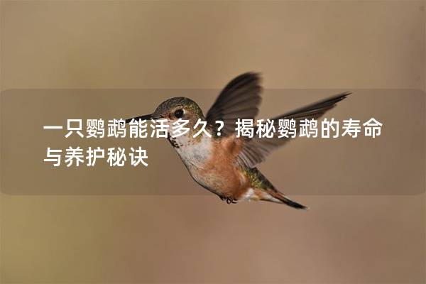一只鹦鹉能活多久？揭秘鹦鹉的寿命与养护秘诀