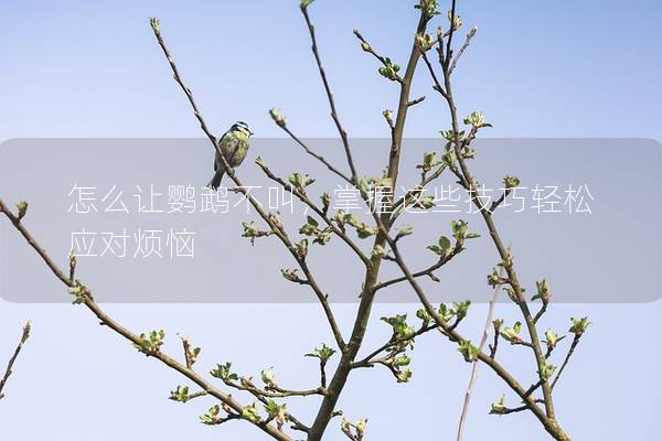 怎么让鹦鹉不叫，掌握这些技巧轻松应对烦恼
