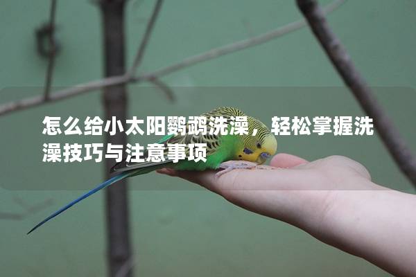 怎么给小太阳鹦鹉洗澡，轻松掌握洗澡技巧与注意事项