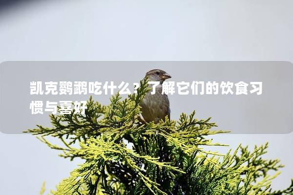 凯克鹦鹉吃什么？了解它们的饮食习惯与喜好