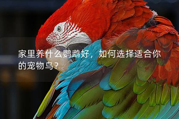 家里养什么鹦鹉好，如何选择适合你的宠物鸟？