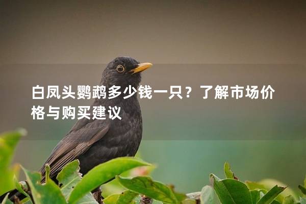 白凤头鹦鹉多少钱一只？了解市场价格与购买建议