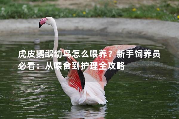 虎皮鹦鹉幼鸟怎么喂养？新手饲养员必看：从喂食到护理全攻略