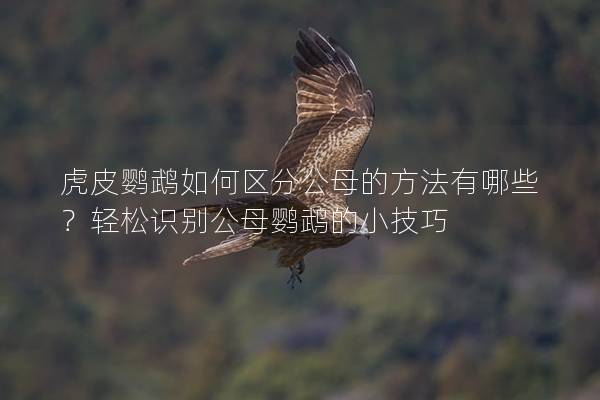 虎皮鹦鹉如何区分公母的方法有哪些？轻松识别公母鹦鹉的小技巧