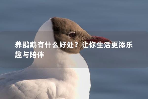 养鹦鹉有什么好处？让你生活更添乐趣与陪伴
