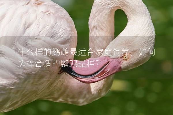 什么样的鹦鹉最适合家庭饲养，如何选择合适的鹦鹉品种？