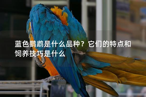 蓝色鹦鹉是什么品种？它们的特点和饲养技巧是什么