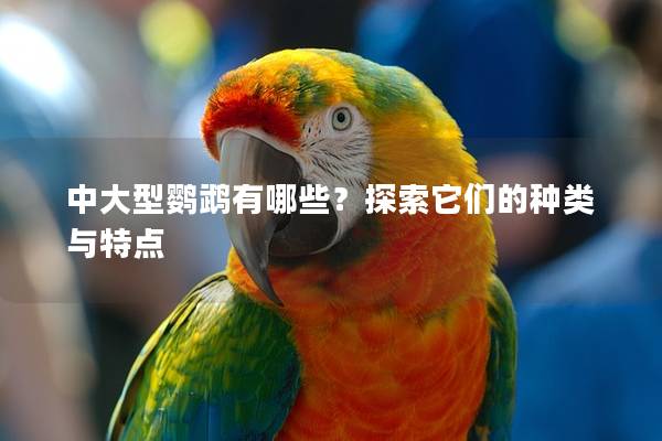 中大型鹦鹉有哪些？探索它们的种类与特点