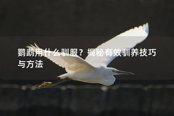 鹦鹉用什么驯服？揭秘有效驯养技巧与方法