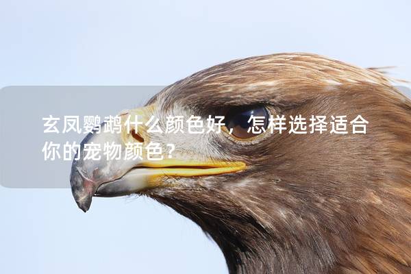 玄凤鹦鹉什么颜色好，怎样选择适合你的宠物颜色？