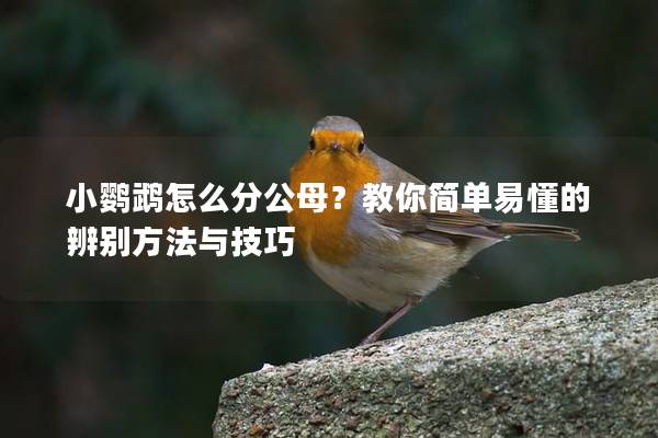 小鹦鹉怎么分公母？教你简单易懂的辨别方法与技巧