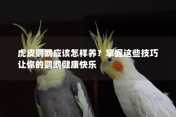 虎皮鹦鹉应该怎样养？掌握这些技巧让你的鹦鹉健康快乐