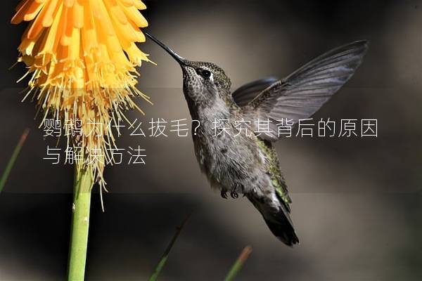 鹦鹉为什么拔毛？探究其背后的原因与解决方法