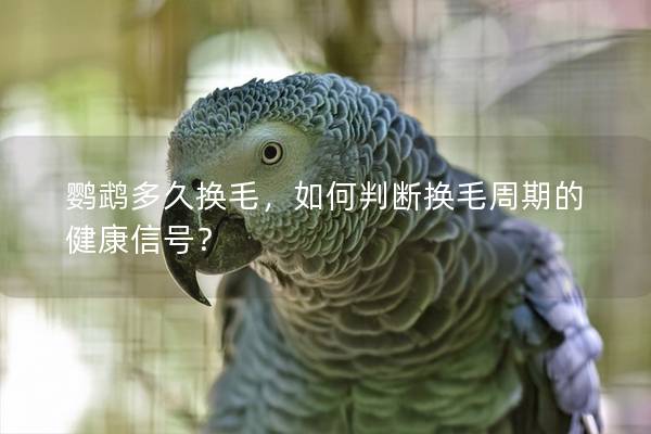 鹦鹉多久换毛，如何判断换毛周期的健康信号？