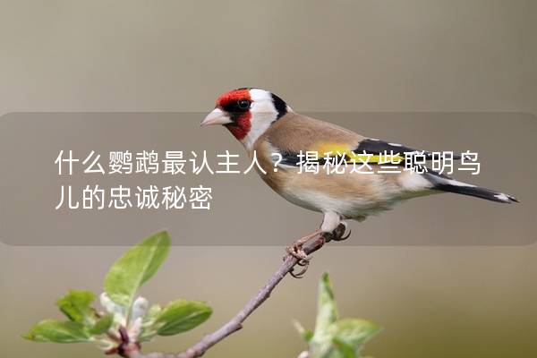 什么鹦鹉最认主人？揭秘这些聪明鸟儿的忠诚秘密