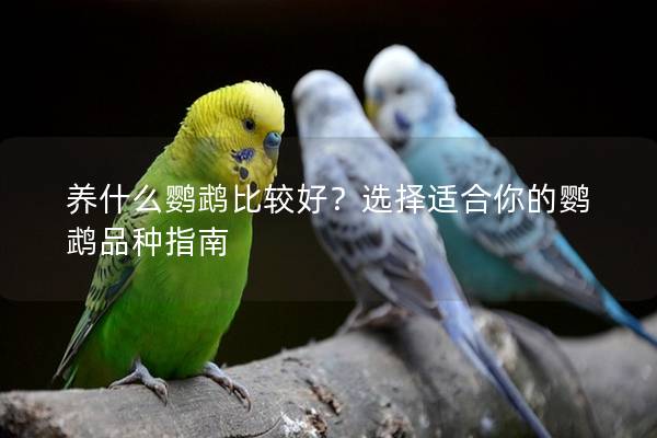养什么鹦鹉比较好？选择适合你的鹦鹉品种指南
