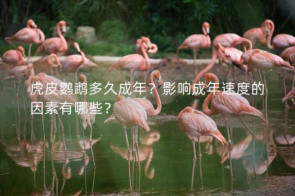 虎皮鹦鹉多久成年？影响成年速度的因素有哪些？