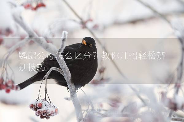 鹦鹉公母怎么区分？教你几招轻松辨别技巧