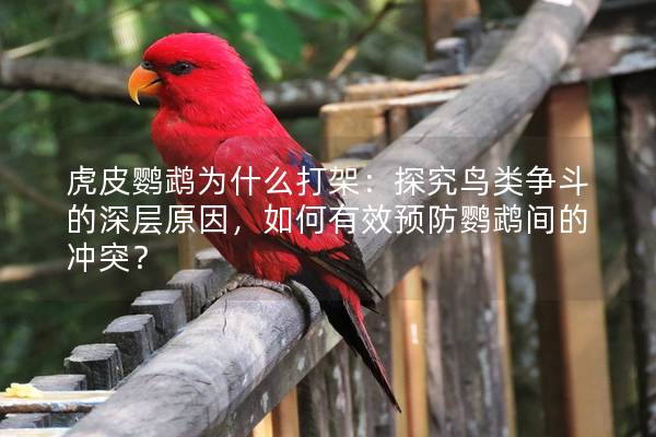 虎皮鹦鹉为什么打架：探究鸟类争斗的深层原因，如何有效预防鹦鹉间的冲突？