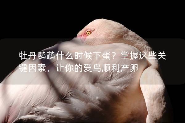 牡丹鹦鹉什么时候下蛋？掌握这些关键因素，让你的爱鸟顺利产卵