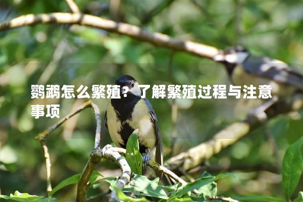鹦鹉怎么繁殖？了解繁殖过程与注意事项