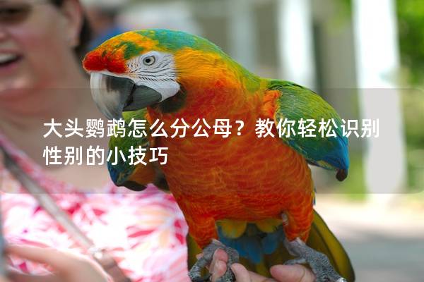 大头鹦鹉怎么分公母？教你轻松识别性别的小技巧