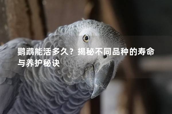 鹦鹉能活多久？揭秘不同品种的寿命与养护秘诀